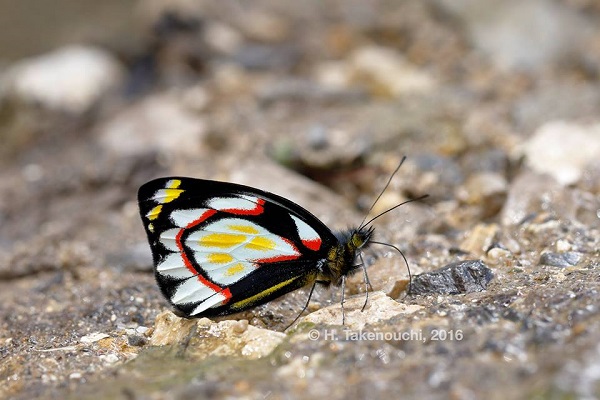 delias pieridae