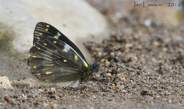 delias_langa_live_picture_male_baliem_valley_papua.jpg