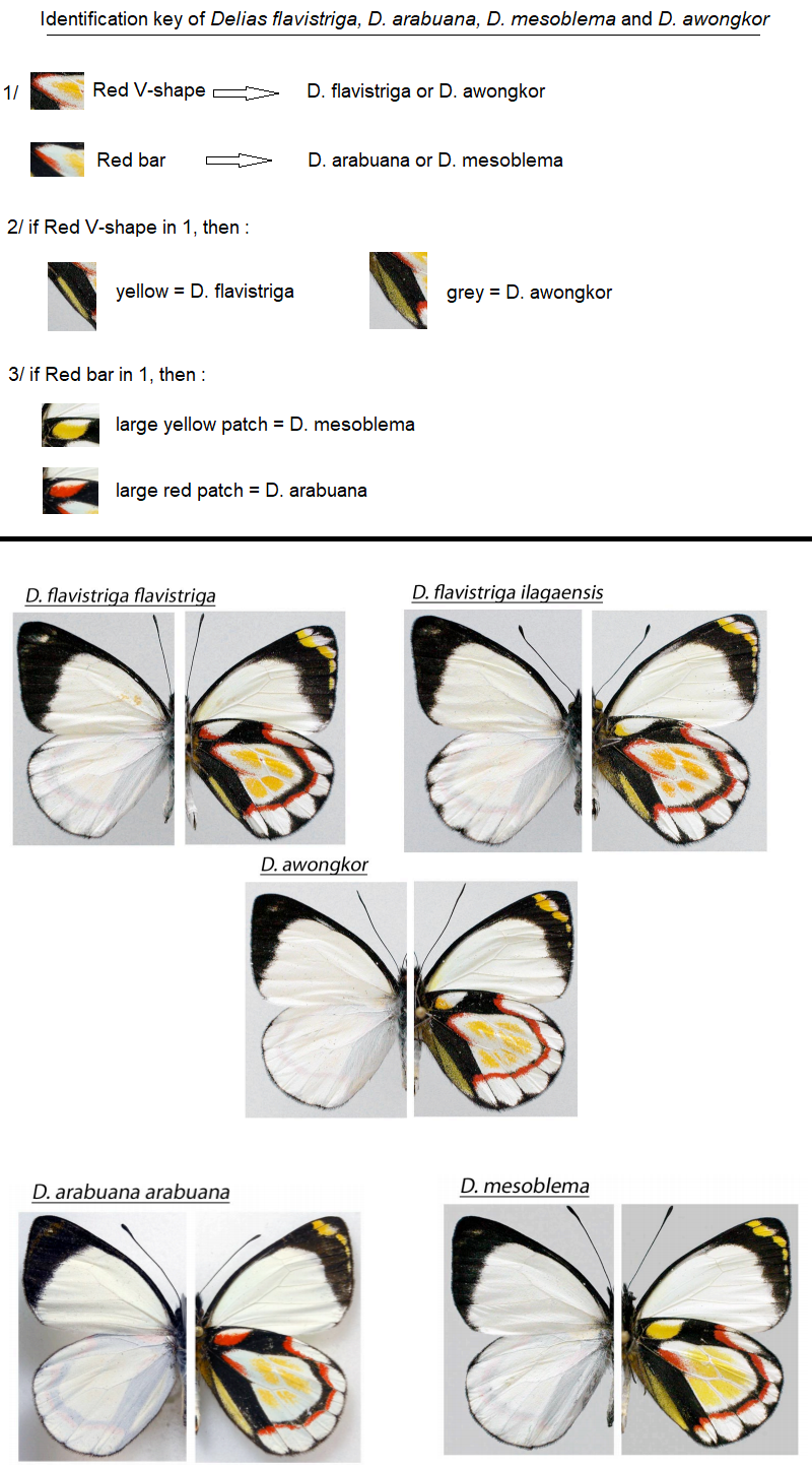 identification key flavistriga.png