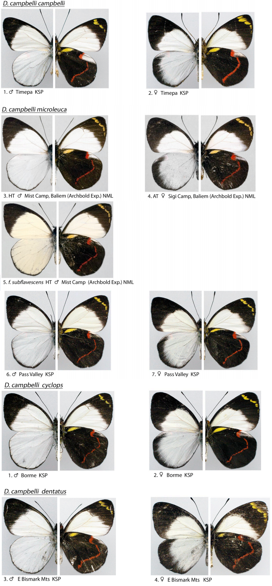 delias-campbelli.png