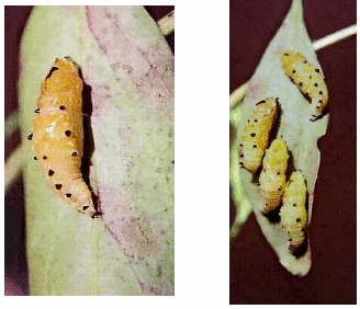 delias-argenthona-pupa.png