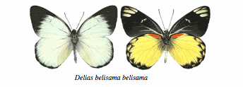 belisama-group.gif