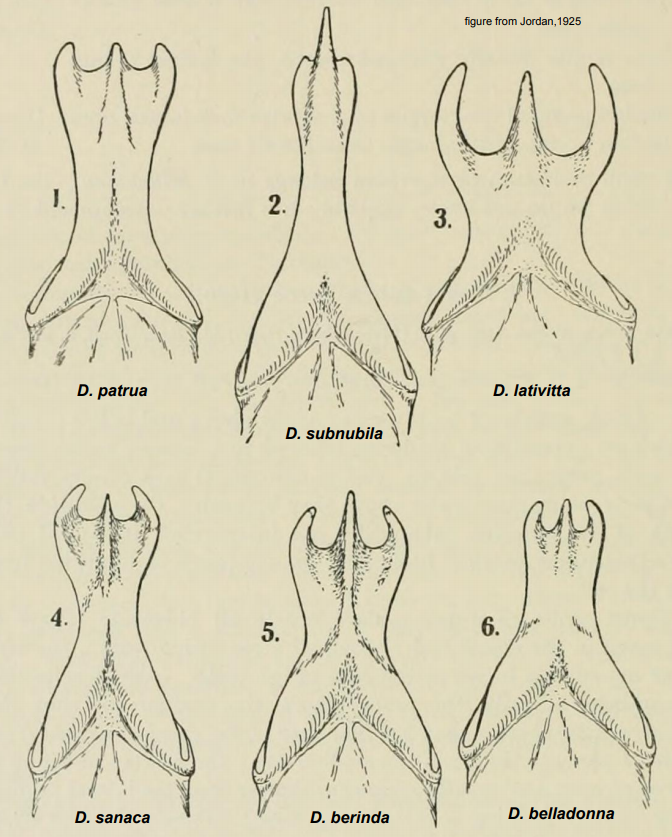 delias-belladonna-genitalia.png