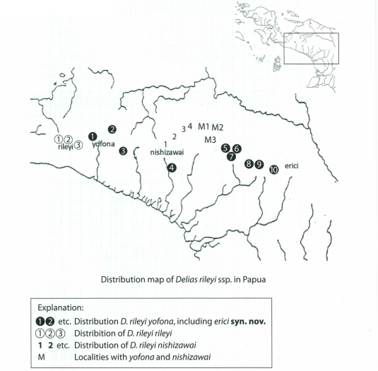 distribution-map-delias-rileyi.png