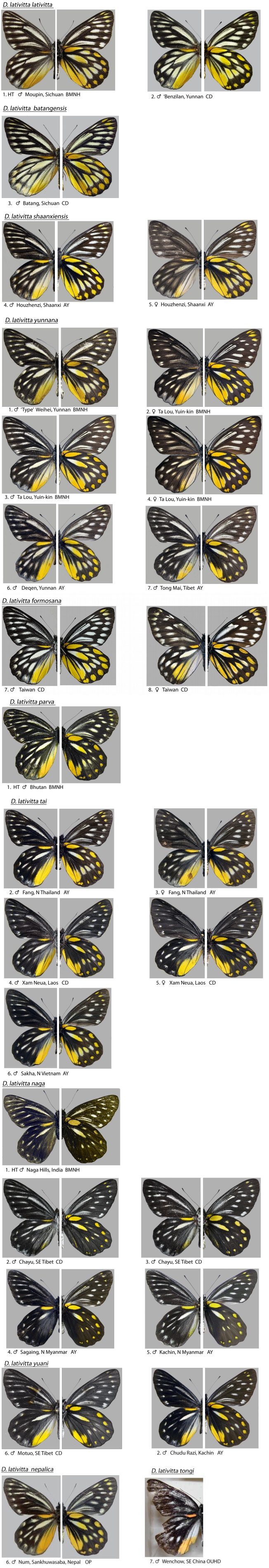 Plate of Delias lativitta subspecies