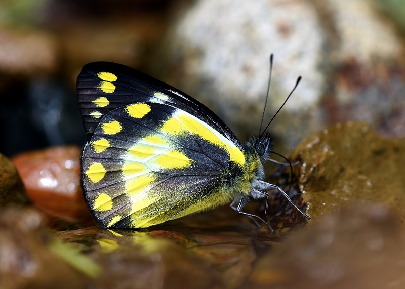 Delias geraldina live picture