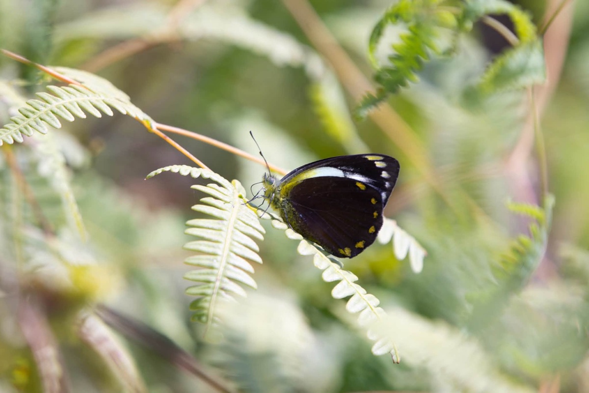 Delias eschatia liveshot