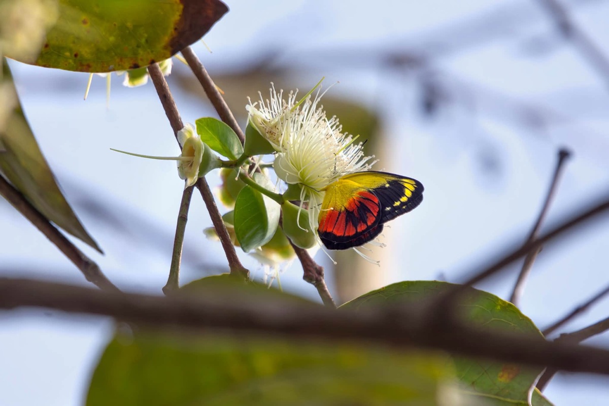 Delias caeneus philotis